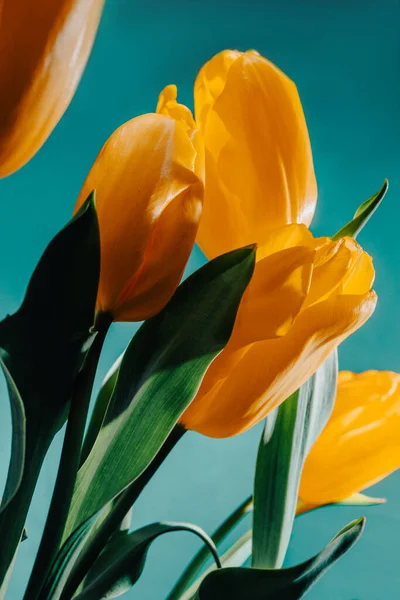 Желтые Тюльпаны Синем Фоне Цветочный Букет Свежих Цветов Голубом Фоне — стоковое фото