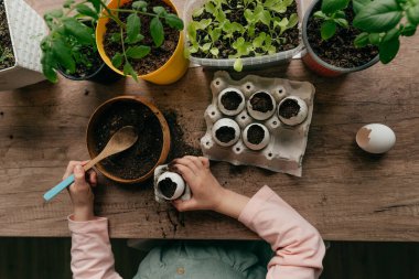 Küçük kız tohum ekmek için toprağı yumurta kabuğuna koyuyor. Çocuklarla evde bahçe işleri. Seçici odak.