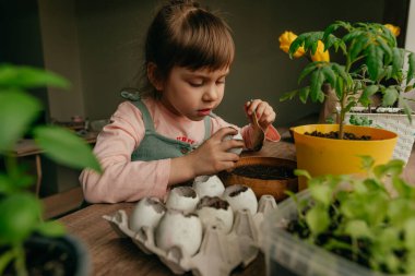 Küçük kız tohum ekmek için toprağı yumurta kabuğuna koyuyor. Çocuklarla evde bahçe işleri. Seçici odak.