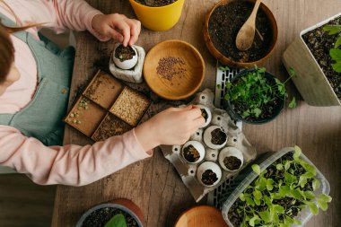 Yumurta kabuklarına tohum eken küçük bir kız. Mutfak penceresinin kenarında çocuklarla bahçeyle uğraşıyoruz. Seçici odak.