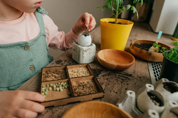 Yumurta kabuklarına tohum eken küçük bir kız. Mutfak penceresinin kenarında çocuklarla bahçeyle uğraşıyoruz. Seçici odak.