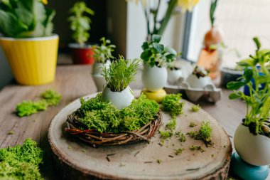 Evdeki ahşap masada havuç filizli yumurta kabuğu için yeşil yosunlu yuva. Bayramlık Paskalya dekorasyonu için yaratıcı bir fikir. Seçici odak.