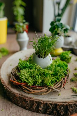 Evdeki ahşap masada havuç filizli yumurta kabuğu için yeşil yosunlu yuva. Bayramlık Paskalya dekorasyonu için yaratıcı bir fikir. Seçici odak.