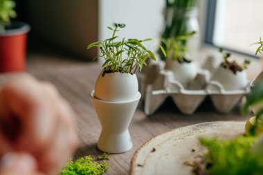 Evdeki ahşap masada havuç filizli yumurta kabuğu için yeşil yosunlu yuva. Bayramlık Paskalya dekorasyonu için yaratıcı bir fikir. Seçici odak.