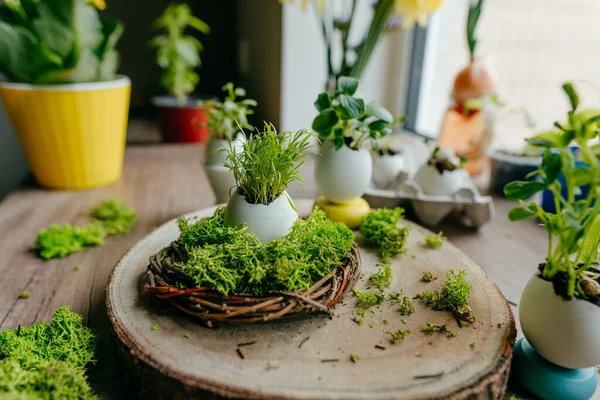 Evdeki ahşap masada havuç filizli yumurta kabuğu için yeşil yosunlu yuva. Bayramlık Paskalya dekorasyonu için yaratıcı bir fikir. Seçici odak.
