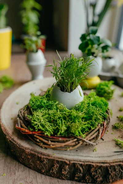 Evdeki ahşap masada havuç filizli yumurta kabuğu için yeşil yosunlu yuva. Bayramlık Paskalya dekorasyonu için yaratıcı bir fikir. Seçici odak.
