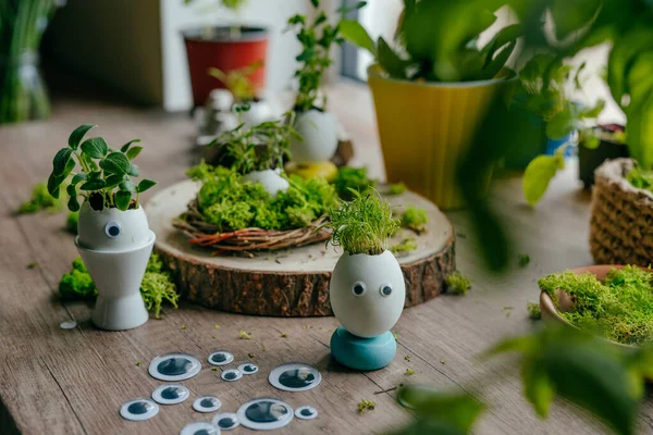 Yumurta kabuğunda minyatür komik yüz ve oyuncak etiketli havuç filizleri. Paskalya bayramı için alternatif DIY fikri. Seçici odak.