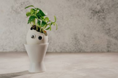 Salatalıklı yumurta kabuğu ve oyuncak etiketli yumurta kabuğu. Gri arka planda gözleri ve metin için boş bir alanı var. Bayramlık Paskalya dekorasyonu için yaratıcı eğlenceli DIY fikri. Seçici odak.