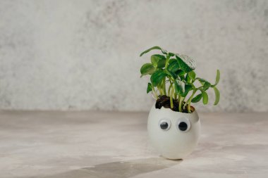 Salatalıklı yumurta kabuğu ve oyuncak etiketli yumurta kabuğu. Gri arka planda gözleri ve metin için boş bir alanı var. Bayramlık Paskalya dekorasyonu için yaratıcı eğlenceli DIY fikri. Seçici odak.