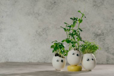 Salatalıklı yumurta kabuğu, havuç ve oyuncak etiketli fasulye filizleri gri arkaplanda gözleri ve yazı için boş bir alan. Bayramlık Paskalya dekorasyonu için yaratıcı eğlenceli DIY fikri. Seçici odak.