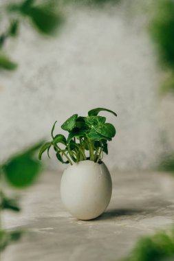 Gri arka planda salatalık filizli yumurta kabukları ve metin için boş alan. Bayramlık Paskalya dekorasyonu için yaratıcı eğlenceli DIY fikri. Seçici odak.