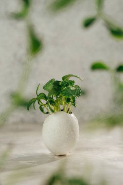 Gri arka planda salatalık filizli yumurta kabukları ve metin için boş alan. Bayramlık Paskalya dekorasyonu için yaratıcı eğlenceli DIY fikri. Seçici odak.