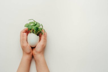 Çocukların elleri yumurta kabuğunu tutarken gri arka planda salatalık filizleri ve mesaj için boş bir alan. Bayramlık Paskalya dekorasyonu için yaratıcı eğlenceli DIY fikri. Üst manzara, düz uzanma.