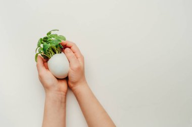 Beyaz arka planda salatalık filizli yumurta kabuğu tutan çocuk elleri ve metin için boş alan. Bayramlık Paskalya dekorasyonu için yaratıcı eğlenceli DIY fikri. Üst manzara, düz uzanma.
