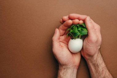 Erkek eller yumurta kabuğunu tutarken kahverengi arka planda salatalık filizleri ve metin için boş alan. Bayramlık Paskalya dekorasyonu için yaratıcı eğlenceli DIY fikri. Üst manzara, düz uzanma.