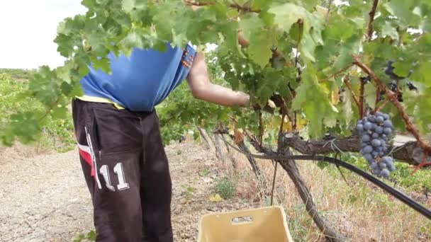 Memilih anggur — Stok Video