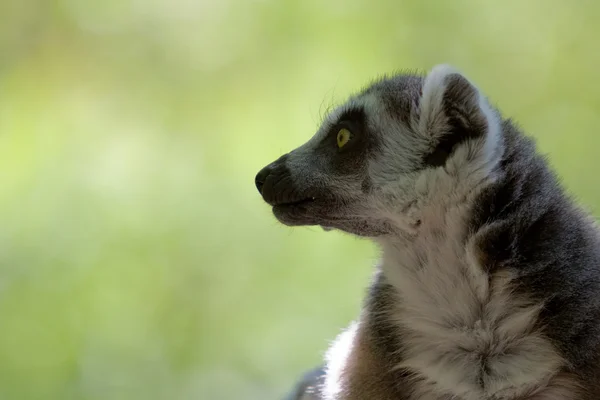 Lemur en un zoológico — Foto de Stock