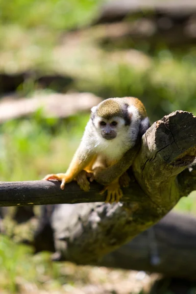 Close-up of a Common Squirrel Monkey, Saimiri sciureus — Stock Photo, Image
