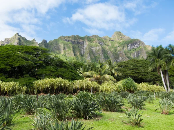 Oahu-pali — Stockfoto