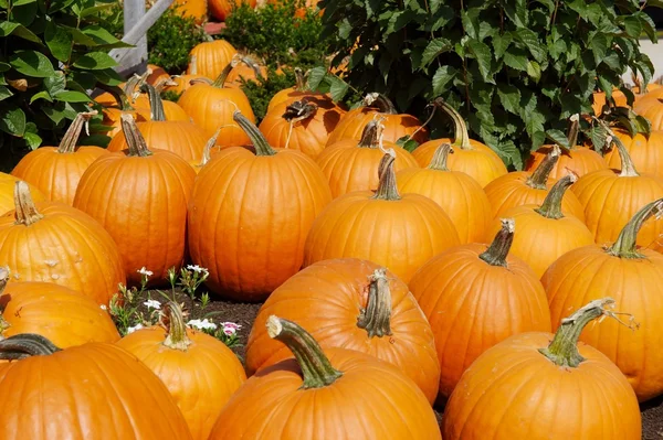 Parche de calabaza — Foto de Stock