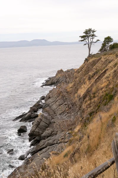 Costa de Magallanes y Árbol Solitario — Foto de Stock