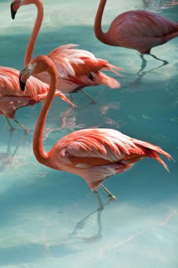 flamingolar mavi su
