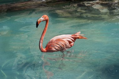 Flamingo mavi su