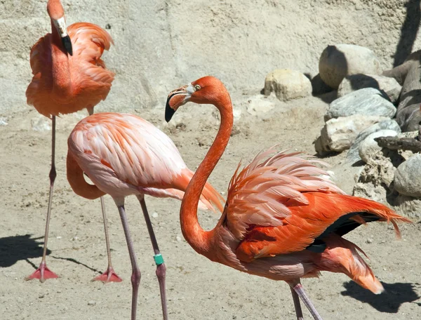 组的粉红色的火烈鸟 — 图库照片