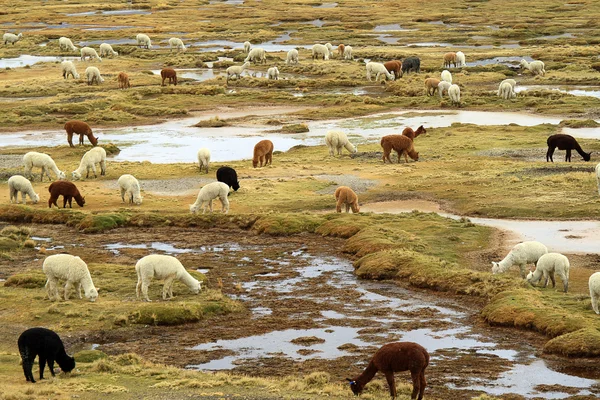 Grupp av lamor i hög Andinska altiplano — Stockfoto