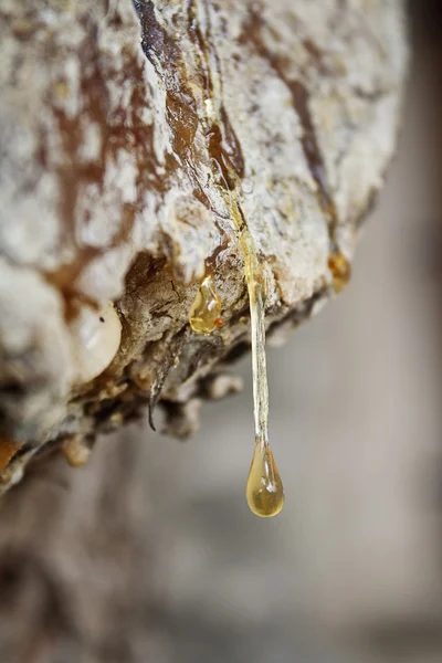 Drop of wooden resin — Stock Photo, Image