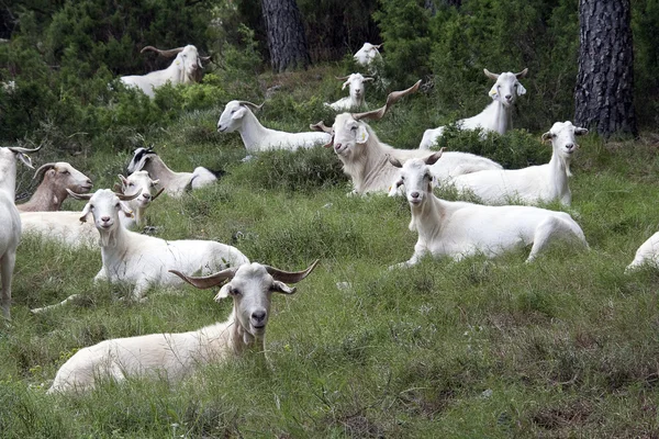 Grupo feliz de cabras — Fotografia de Stock