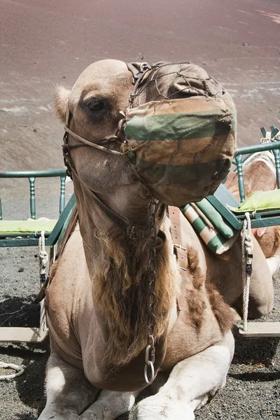 Velbloud v horách ohně timanfaya Lanzarote, Kanárské ostrovy — Stock fotografie