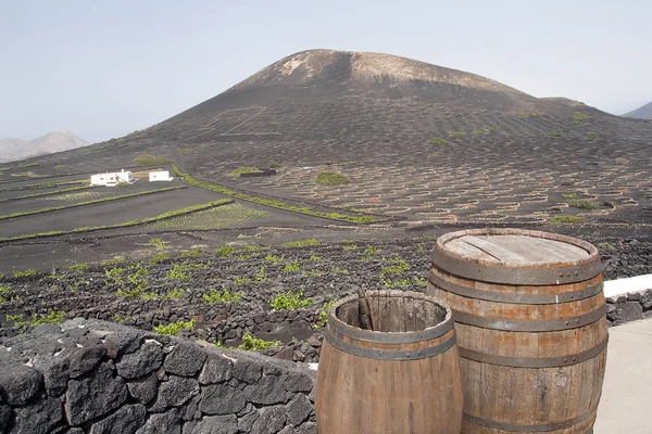 Vinice na sopečných hor, lanzarote — Stock fotografie