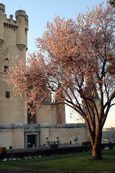 Alcazar de Segovia detalhe e fortificação com árvore florida, C — Fotografia de Stock