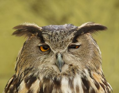 Kartal baykuş bubo bubo