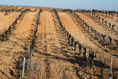 İspanya ekolojik üzüm bağları