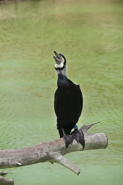 Cormorán sobre una rama en agua verde —  Fotos de Stock