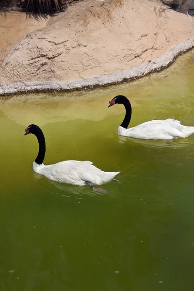 エメラルドの水で黒のハイネック スワン — ストック写真