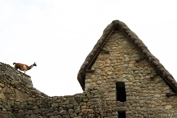 Ein Lama über einem Dach in der archäologischen Stätte machu picchu, cuzc — Stockfoto