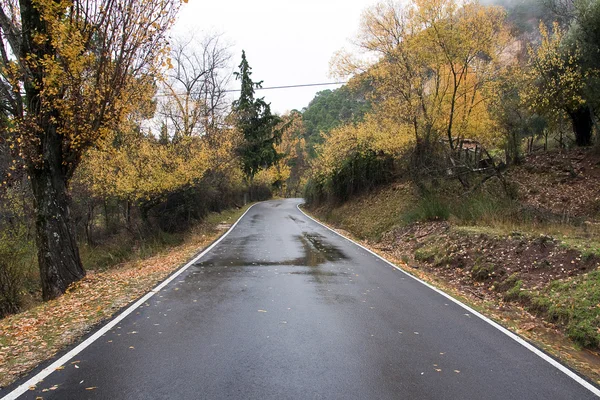 Camino entre hermosas hojas coloridas de otoño en el bosque, Spa —  Fotos de Stock