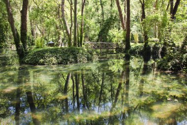 İspanya doğal park ağaçların yansıması
