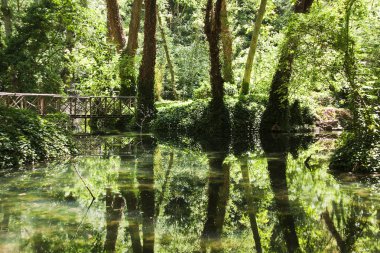 İspanya doğal park ağaçların yansıması
