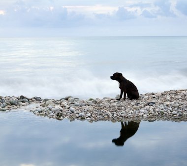 sunrise sahilde bir köpek