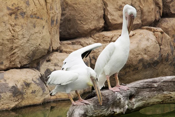 Dvou pelikánů bílých preening na větvi — Stock fotografie