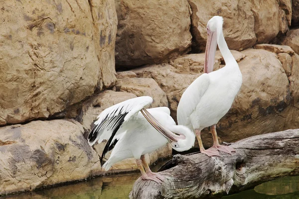 Dos pelícanos blancos acurrucándose en la roca —  Fotos de Stock