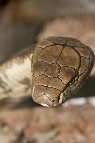 Dangerous brown snake