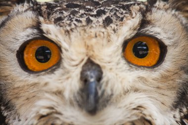 nowl tatlı gözler