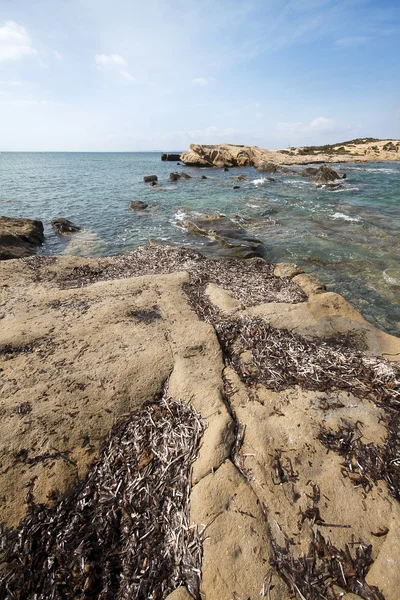 Sea coast with rocks and seaweed — Stock Photo, Image