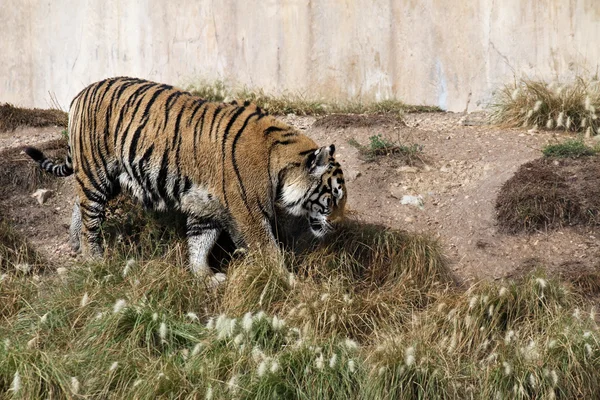 Portrait of a tiger alert near a wall — Stock Photo, Image