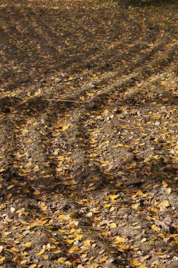 yerde yatan kahverengi ve sarı düşen yapraklar